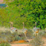 Parc-Bouhedma-Sidi-Bouzid-Tunisie-4-Blog-Etnafes