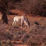 Parc-Bouhedma-Sidi-Bouzid-Tunisie-Blog-Etnafes