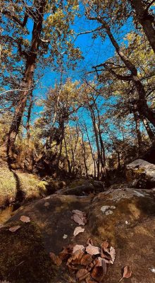 Aïn Draham Nature Jendouba Tunisie Blog Etnafes