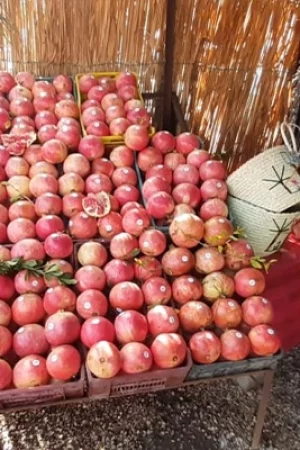 Festival des Grenades à Métouia Gabès-blog-etnafes