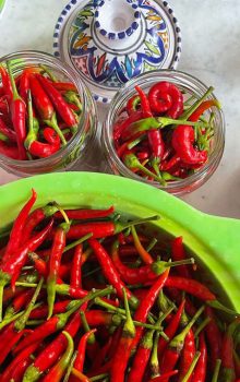Tourisme à Nabeul Hot Pepper Piment Nabeul Blog Etnafes