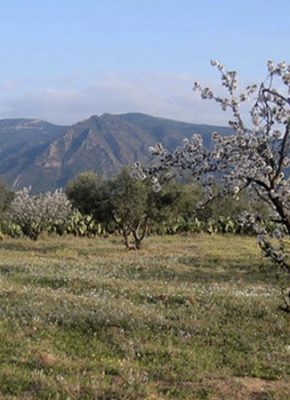 Tourisme à Kasserine Jebel Mghila Kasserine Tunisie Blog Etnafes