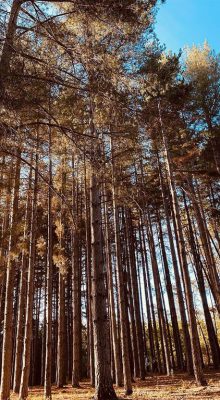 Nature Aïn Draham Jendouba Blog Etnafes