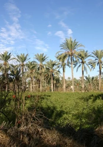 Palmeraie de Métouia-blog-etnafes