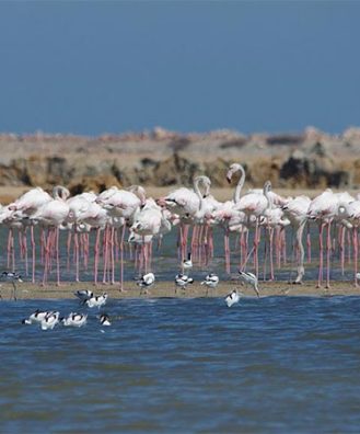 Salines-de-Thyna-Tunisie-Blog-Etnafes