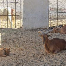 Zoo Tozeur Tunisie Blog Etnafes
