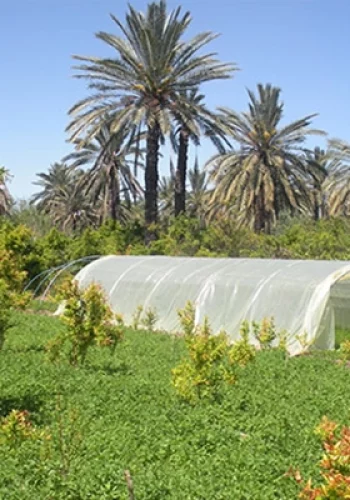 oasis-chenini-gabes-blog-etnafes